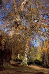 Arboretum Photo