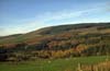 Woodland View